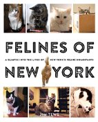 felines of new  york