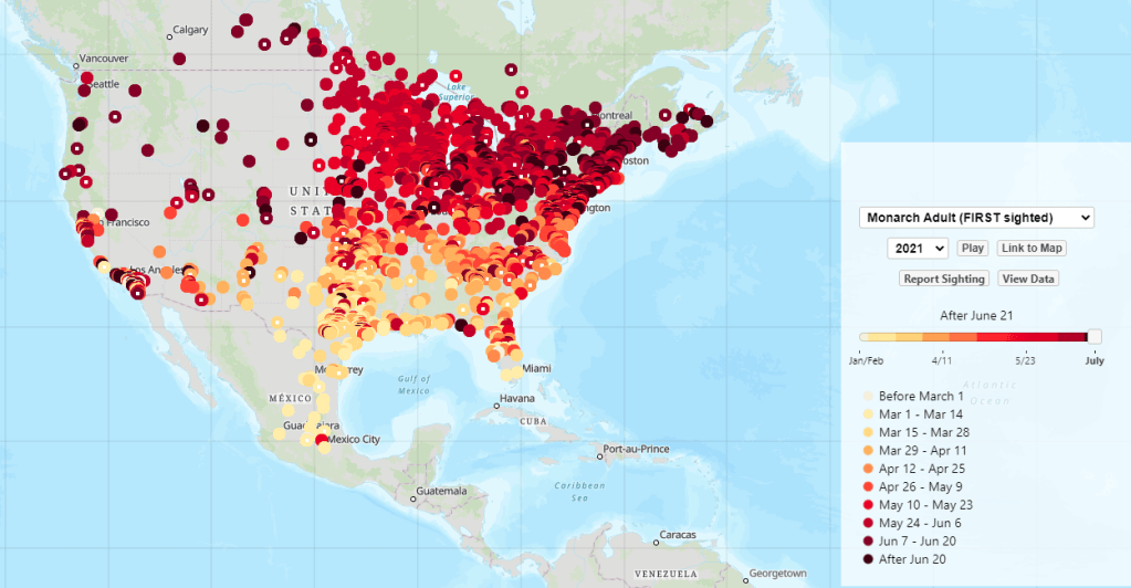Monarch Adult (first sighted) 2021 map from Journey North.