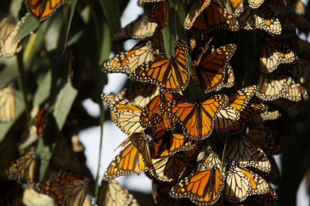 Monarch butterflies resting on a tree trunk.